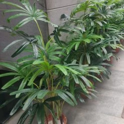 CGASPL Artificial Plants Artificial Raphis Graci Palm 24 Leaves - 4 Feet Approx