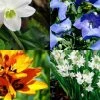CGASPL Rainy Flower Bulbs Rainy Season Flower Bulbs Mega Pack 90 Bulbs