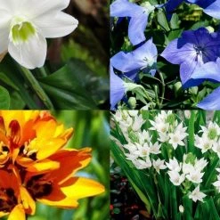 CGASPL Rainy Flower Bulbs Rainy Season Flower Bulbs Mega Pack 90 Bulbs
