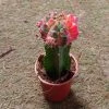 CGASPL Plants Gymnocalycium Mihanovichii Var.friedrichii Red-Green Moon Cactus (Small)