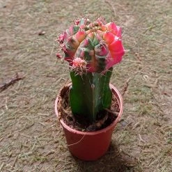 CGASPL Plants Gymnocalycium Mihanovichii Var.friedrichii Red-Green Moon Cactus (Small)