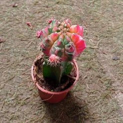 CGASPL Plants Gymnocalycium Mihanovichii Var.friedrichii Red-Green Moon Cactus (Small)