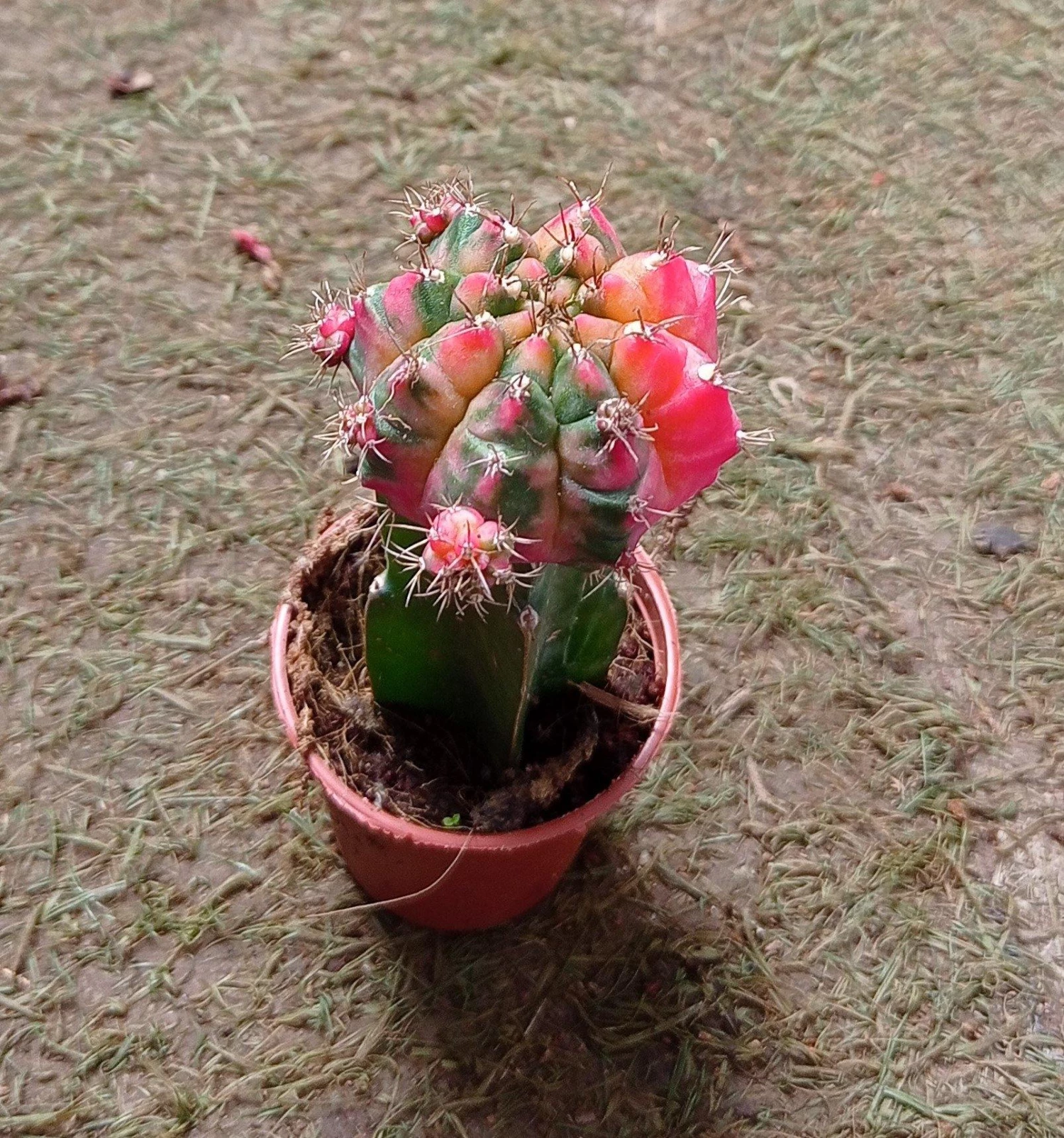 CGASPL Plants Gymnocalycium Mihanovichii Var.friedrichii Red-Green Moon Cactus (Small) 4 CGASPL Plants Gymnocalycium Mihanovichii Var.friedrichii Red-Green Moon Cactus (Small)