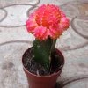 CGASPL Plants Gymnocalycium Mihanovichii Var.friedrichii Red-Yellow Moon Cactus (Big)