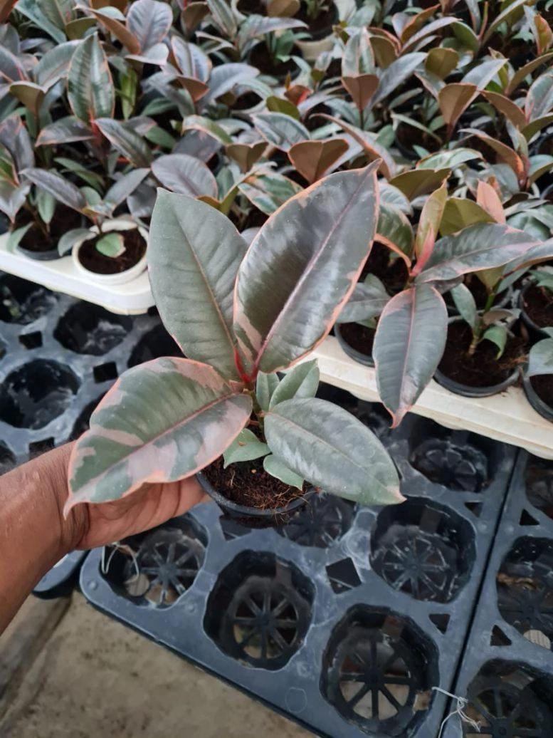 CGASPL Ficus Elastica Variegated Rubber Plant Plants 4 CGASPL Ficus Elastica Variegated Rubber Plant Plants