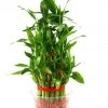CGASPL 3 Layer Lucky Bamboo (Pack Of 24 Plants )