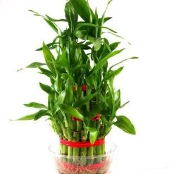 CGASPL 3 Layer Lucky Bamboo (Pack Of 24 Plants )