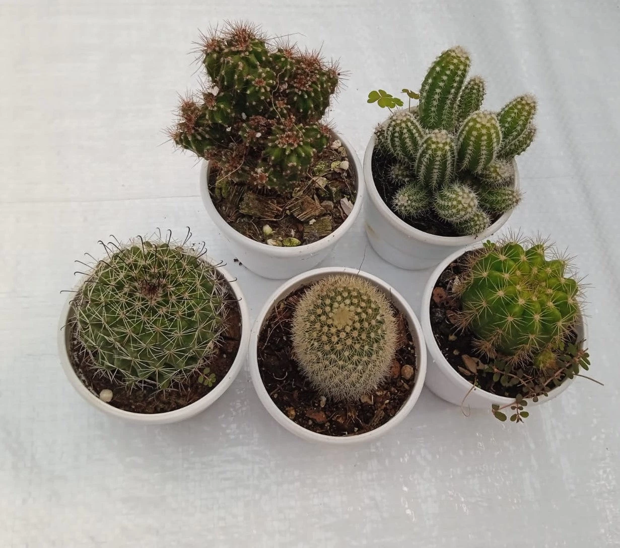 CGASPL Non Grafted Cactus Plant Pack Of 5 (Assorted Any 5) Cactus & Others 4 CGASPL Non Grafted Cactus Plant Pack Of 5 (Assorted Any 5) Cactus & Others