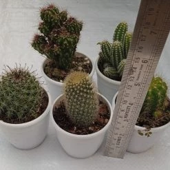 CGASPL Non Grafted Cactus Plant Pack Of 5 (Assorted Any 5) Cactus & Others 14 CGASPL Non Grafted Cactus Plant Pack Of 5 (Assorted Any 5) Cactus & Others