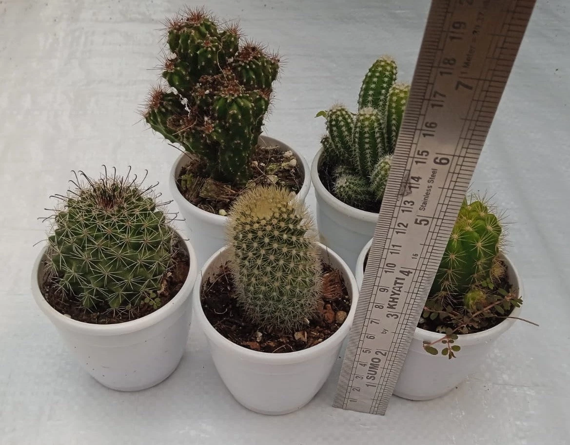 CGASPL Non Grafted Cactus Plant Pack Of 5 (Assorted Any 5) Cactus & Others 6 CGASPL Non Grafted Cactus Plant Pack Of 5 (Assorted Any 5) Cactus & Others