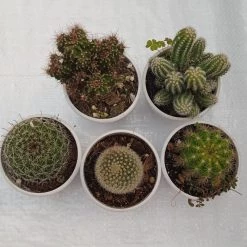 CGASPL Non Grafted Cactus Plant Pack Of 5 (Assorted Any 5) Cactus & Others 13 CGASPL Non Grafted Cactus Plant Pack Of 5 (Assorted Any 5) Cactus & Others