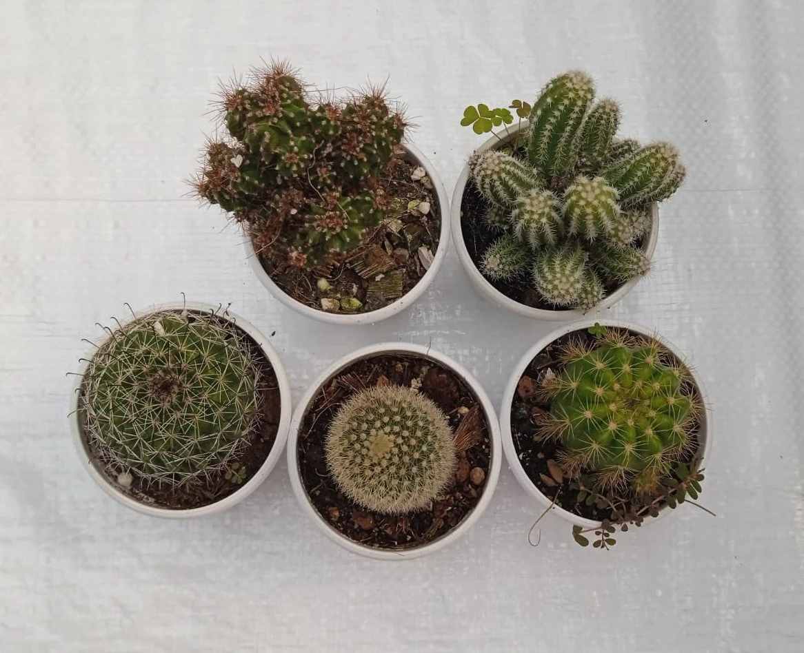 CGASPL Non Grafted Cactus Plant Pack Of 5 (Assorted Any 5) Cactus & Others 5 CGASPL Non Grafted Cactus Plant Pack Of 5 (Assorted Any 5) Cactus & Others