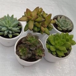 CGASPL Exotic Succulents Plants, Qty: 5 Live Succulent (Any 5 Succulent)