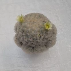 ChhajedGarden.com Mammillaria Plumosa White Cactus Cactus & Others
