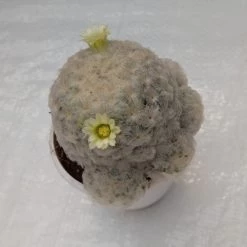 ChhajedGarden.com Mammillaria Plumosa White Cactus Cactus & Others