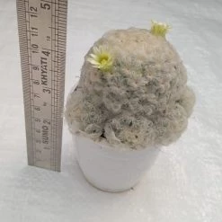 ChhajedGarden.com Mammillaria Plumosa White Cactus Cactus & Others