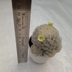 ChhajedGarden.com Mammillaria Plumosa White Cactus Cactus & Others