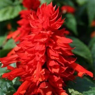 CGASPL Imported Flower Seeds Salvia Mojave Red Flower Seeds 3 CGASPL Imported Flower Seeds Salvia Mojave Red Flower Seeds
