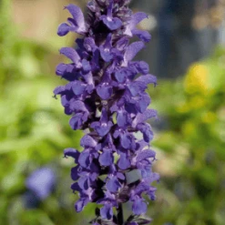 CGASPL Salvia Superba Adora Blue Flower Seeds 9 CGASPL Salvia Superba Adora Blue Flower Seeds