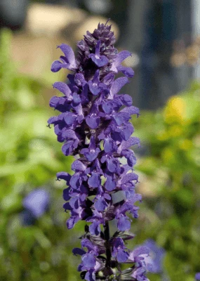 CGASPL Salvia Superba Adora Blue Flower Seeds 6 CGASPL Salvia Superba Adora Blue Flower Seeds