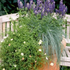 CGASPL Salvia Superba Adora Blue Flower Seeds 8 CGASPL Salvia Superba Adora Blue Flower Seeds