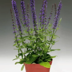 CGASPL Salvia Superba Adora Blue Flower Seeds
