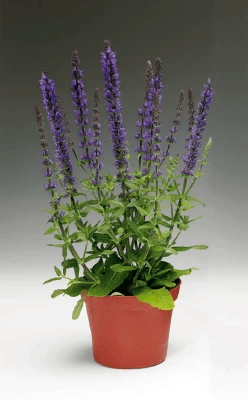 CGASPL Salvia Superba Adora Blue Flower Seeds 4 CGASPL Salvia Superba Adora Blue Flower Seeds