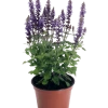 CGASPL Salvia Superba Adora Blue Flower Seeds