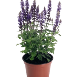CGASPL Salvia Superba Adora Blue Flower Seeds