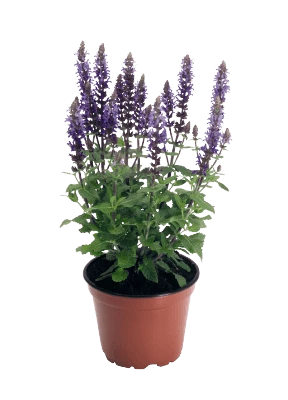 CGASPL Salvia Superba Adora Blue Flower Seeds 3 CGASPL Salvia Superba Adora Blue Flower Seeds