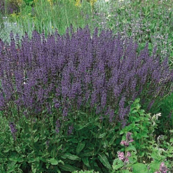 CGASPL Salvia Superba Dwarf Blue Flower Seeds