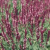 CGASPL Salvia Superba Rose Queen Flower Seeds