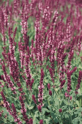CGASPL Salvia Superba Rose Queen Flower Seeds 3 CGASPL Salvia Superba Rose Queen Flower Seeds
