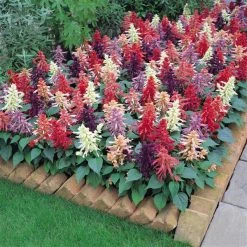 Pan American Seeds Salvia Vista Mix Flower Seeds Imported Flower Seeds