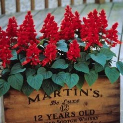 Pan American Seeds Imported Flower Seeds Salvia Vista Red Flower Seeds