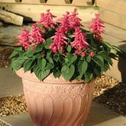 Pan American Seeds Salvia Vista Rose Flower Seeds Imported Flower Seeds