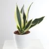 CGASPL Plants Sansevieria Black Gold Superba Plant