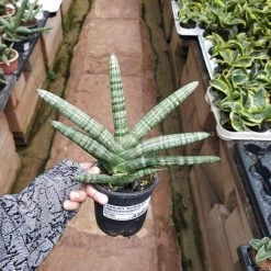 CGASPL Sansevieria Cylindrica Boncel Plant Plants