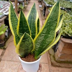 CGASPL Sansevieria Futura Superba Green Yellow Color Plant Plants