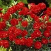 CGASPL Carnation Can Can Scarlet Flower Seeds