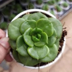 CGASPL Echeveria Rolly (Sedeveria Rolly) Succulent Plant