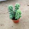 CGASPL Sedum 'Burrito Baby' Donkey's Tail Small Succulent Plant Plants