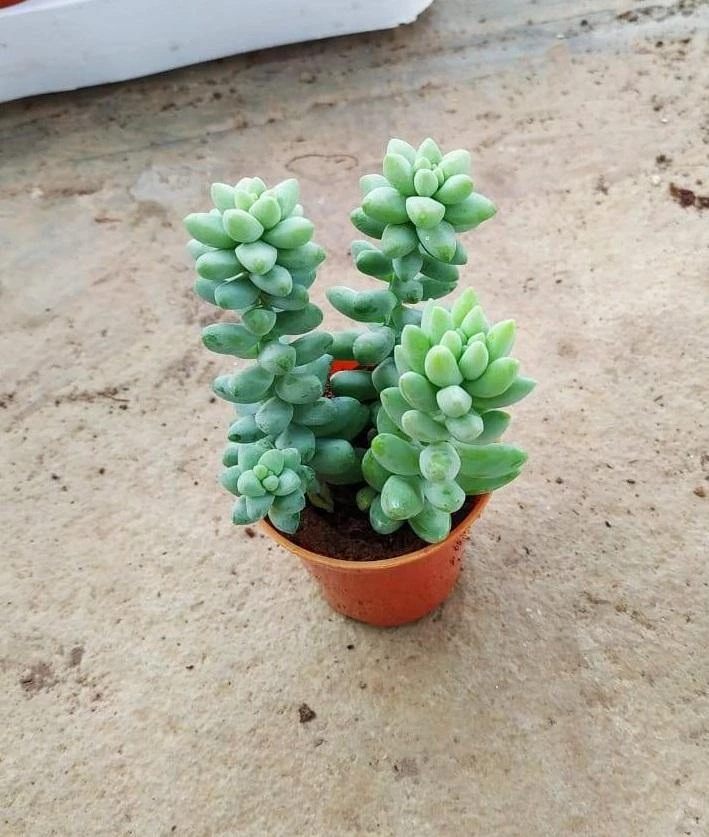 CGASPL Sedum 'Burrito Baby' Donkey's Tail Small Succulent Plant Plants 3 CGASPL Sedum 'Burrito Baby' Donkey's Tail Small Succulent Plant Plants