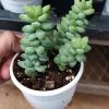 CGASPL Sedum 'Burrito Baby' Donkey's Tail Succulent Plant Plants