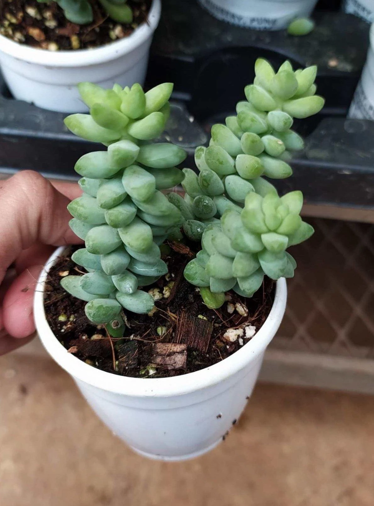 CGASPL Sedum 'Burrito Baby' Donkey's Tail Succulent Plant Plants 3 CGASPL Sedum 'Burrito Baby' Donkey's Tail Succulent Plant Plants