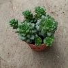 CGASPL Plants Sedum Cremnosedum Little Gem Small Succulent Plant