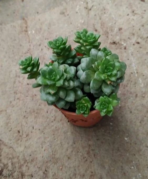 CGASPL Plants Sedum Cremnosedum Little Gem Small Succulent Plant 3 CGASPL Plants Sedum Cremnosedum Little Gem Small Succulent Plant