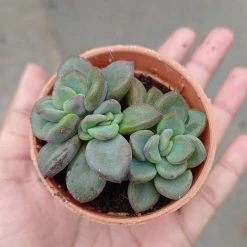 CGASPL Plants Sedum Commixtum Small Succulent Plant 11 CGASPL Plants Sedum Commixtum Small Succulent Plant