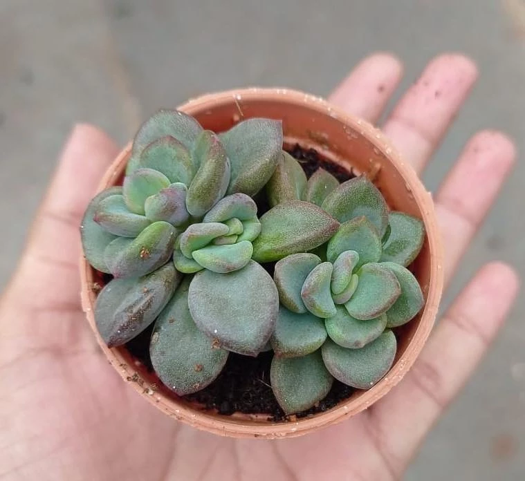 CGASPL Plants Sedum Commixtum Small Succulent Plant 6 CGASPL Plants Sedum Commixtum Small Succulent Plant