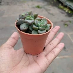 CGASPL Plants Sedum Commixtum Small Succulent Plant 10 CGASPL Plants Sedum Commixtum Small Succulent Plant